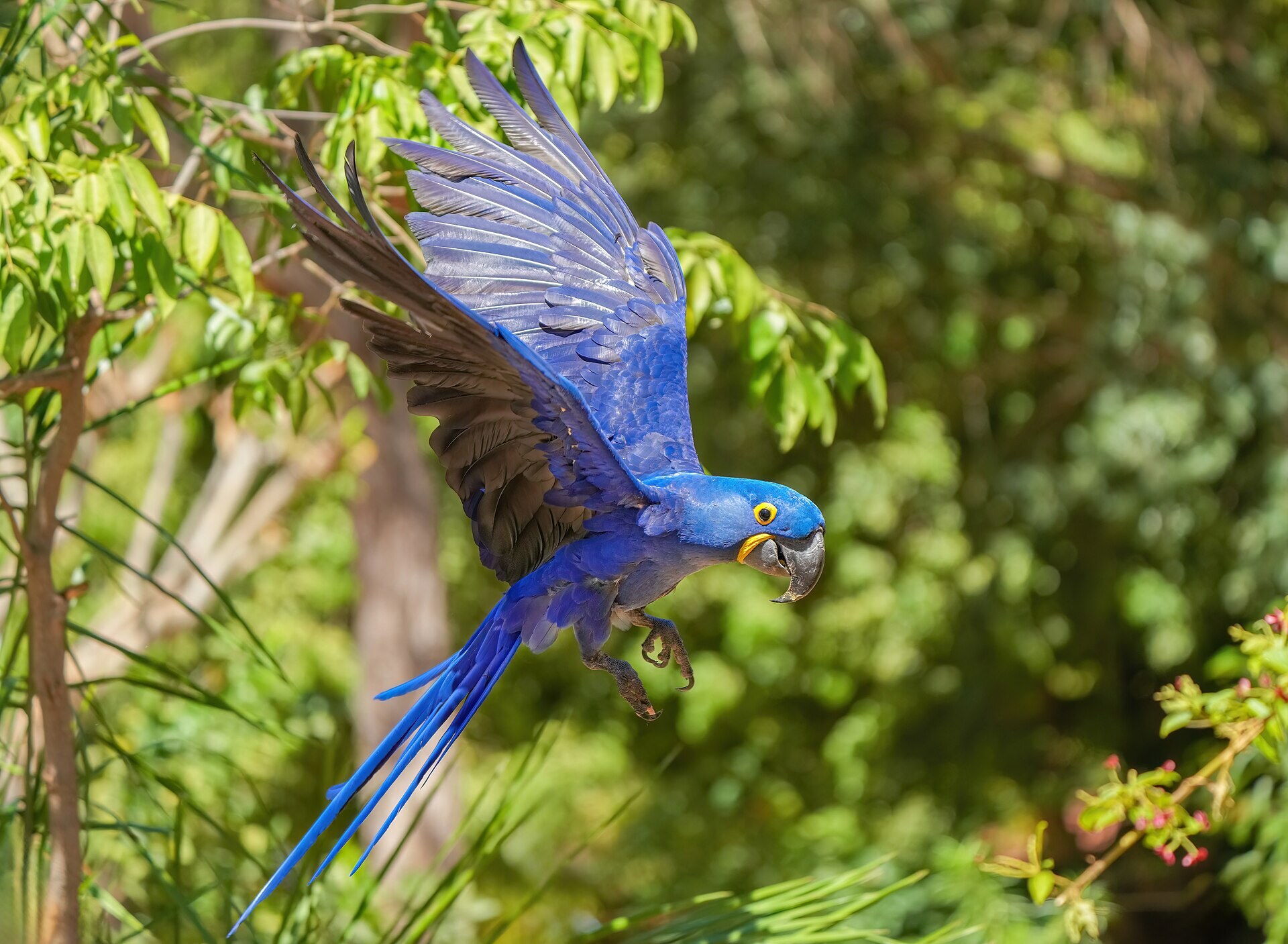 A hyacinth macaw in flight
