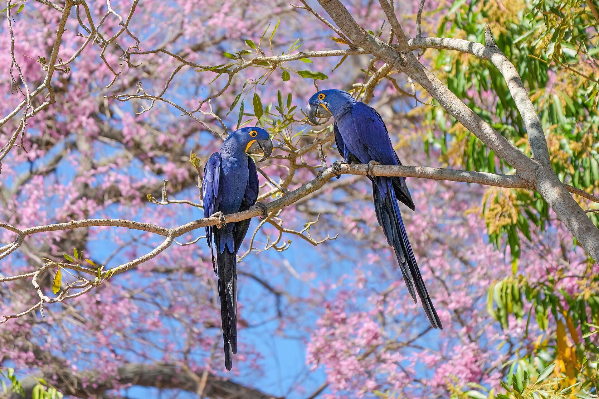 A hyacinth macaw couple under a pink ipe tree