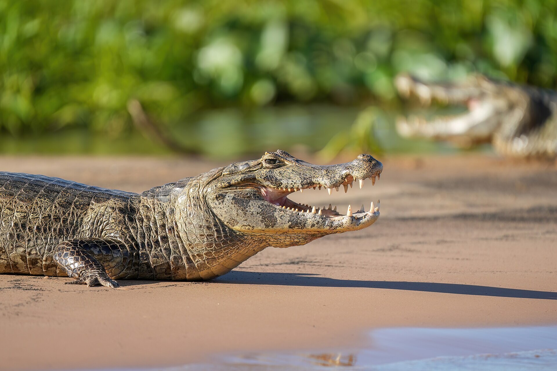 A yacare caiman sunbathing