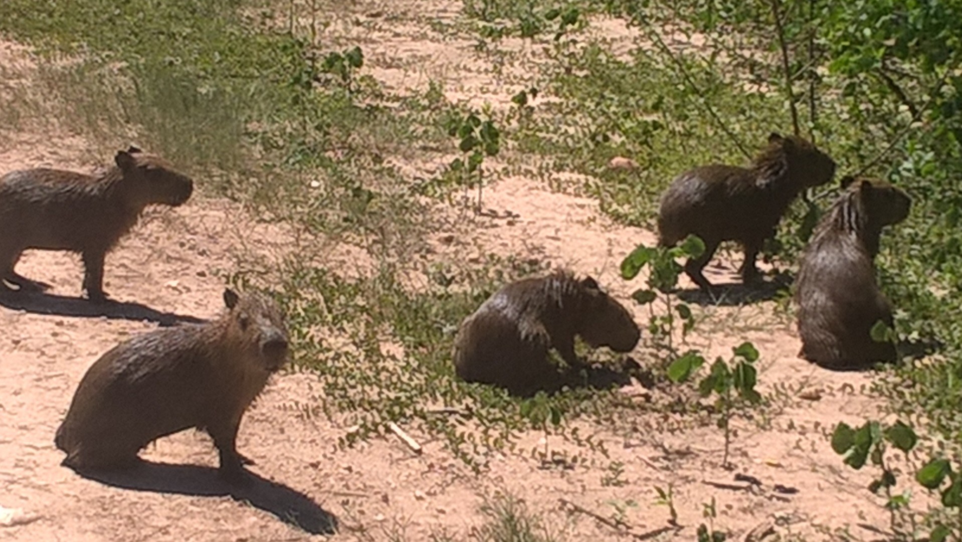 Capybaras on the road