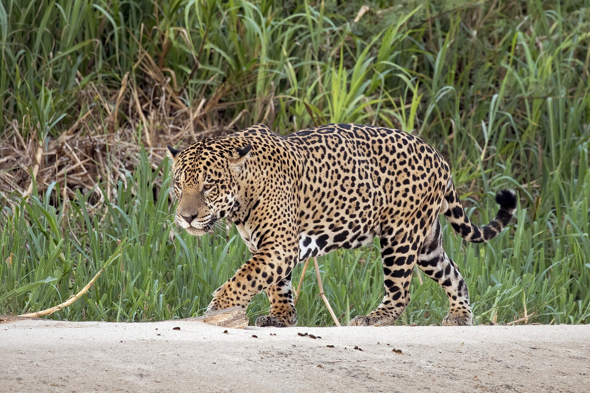 A male jaguar resting on a Pantanal riverbank