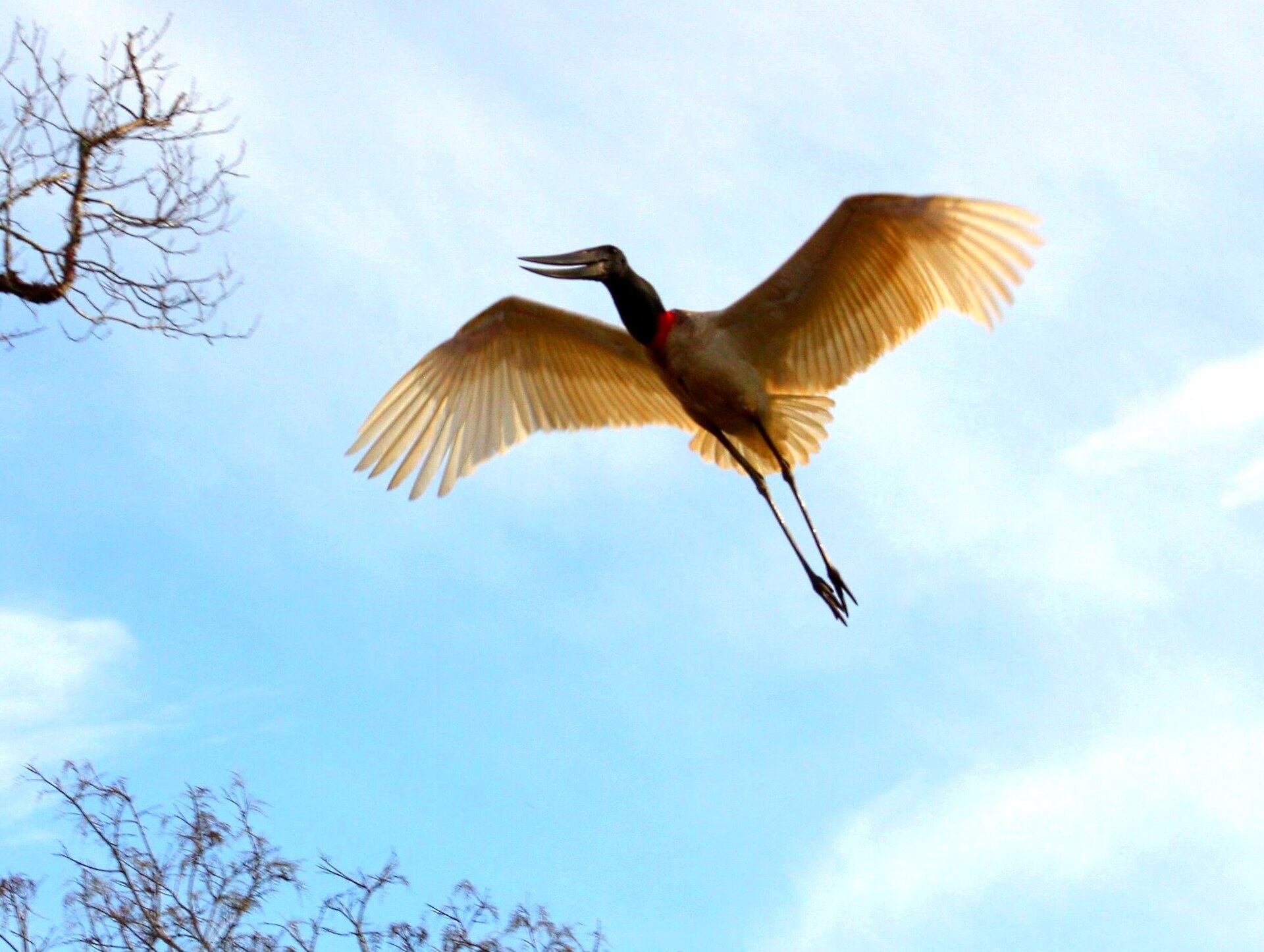 A jabiru stork gliding to its nest
