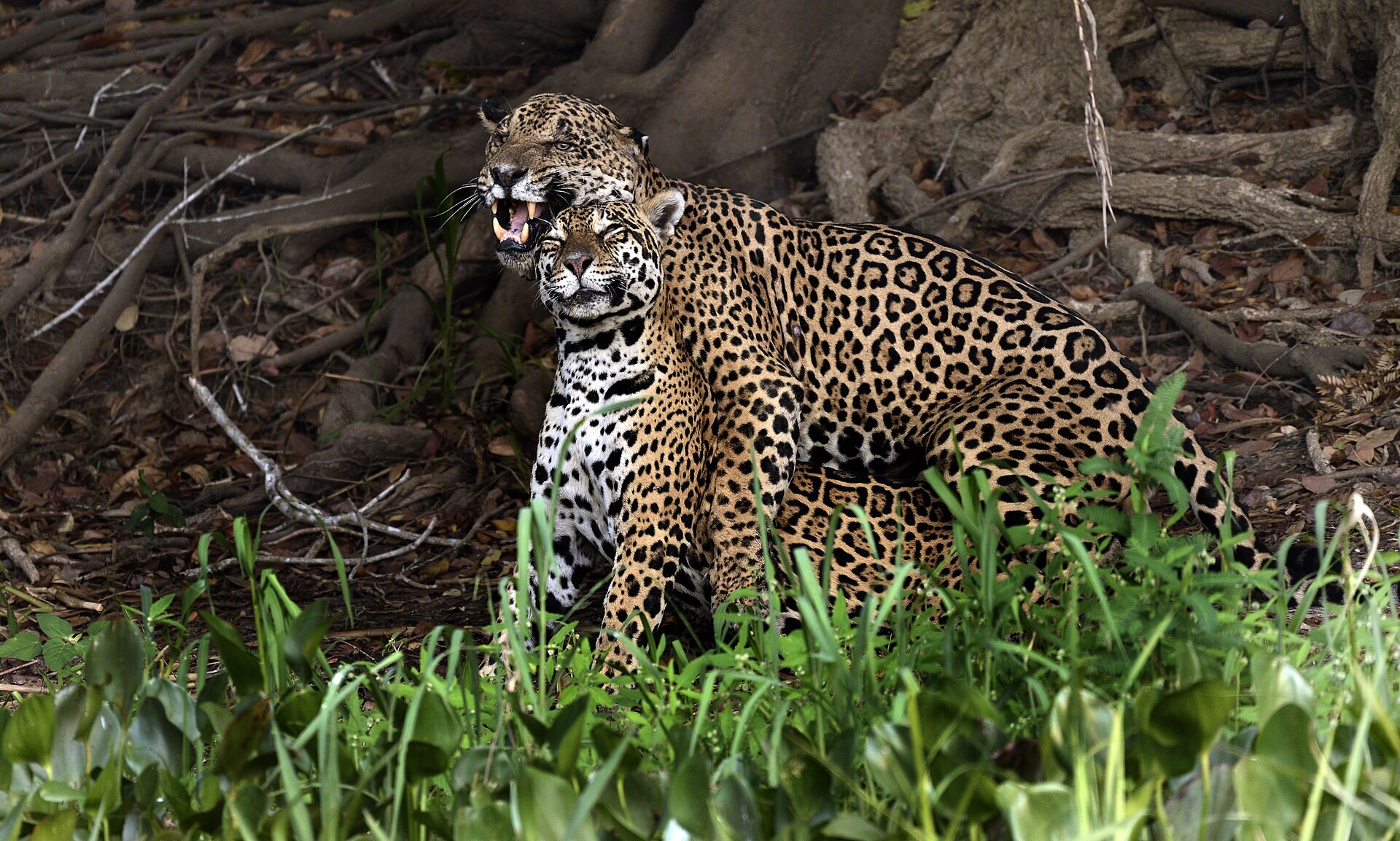 A jaguar walking the riverbank at Porto Jofre