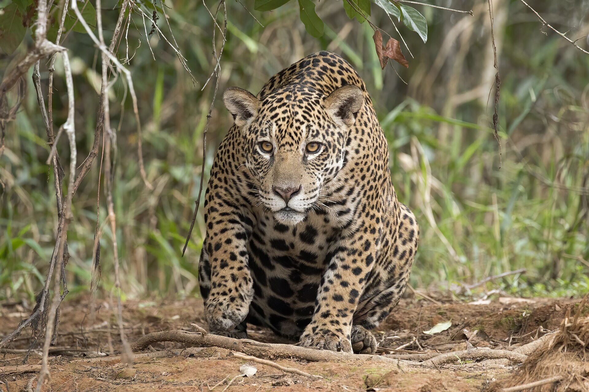 A female jaguar snarling on the Piquiri riverbank