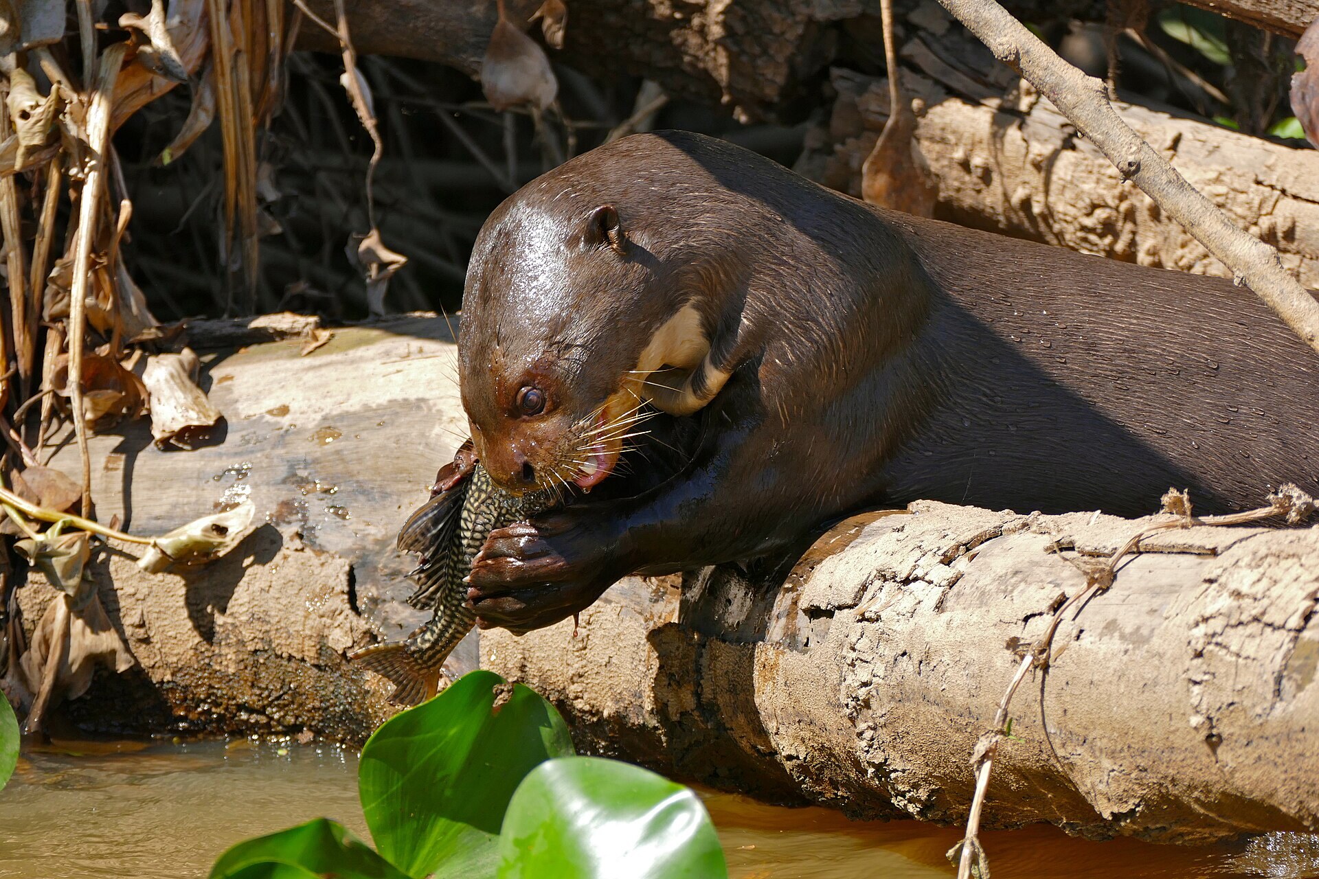 A giant otter eating a catfish