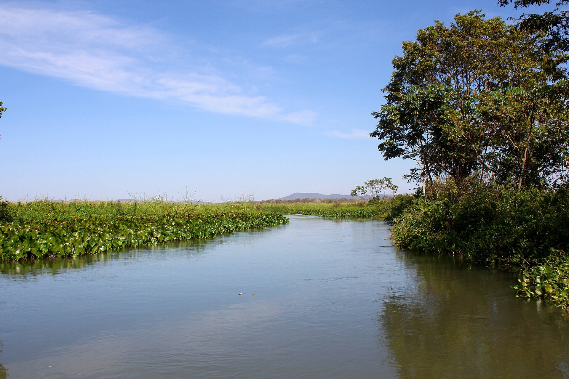 A green river winding through the Pantanal