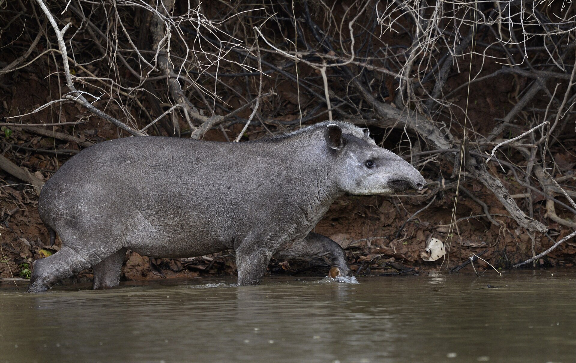 A lowland tapir crossing a river